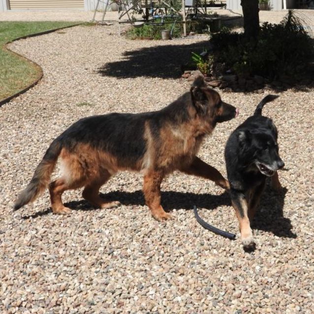 Photo of Bella And Frisco Aka The Lions