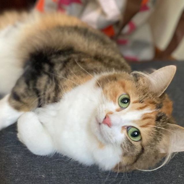 Photo of Petal (Located In Preston)