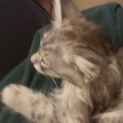 Photo of Atticus