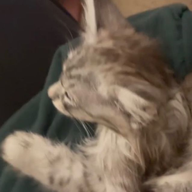 Photo of Atticus