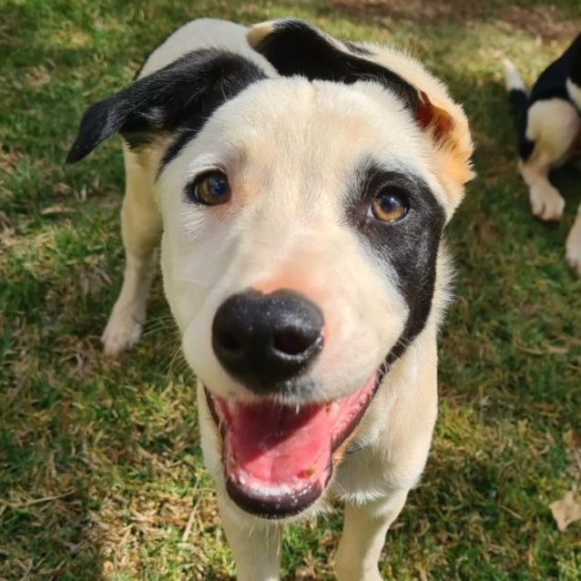 Photo of Soos (Pronounced Like Dr Seuss!)