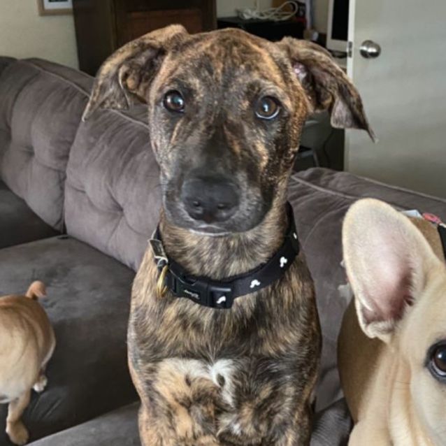 Photo of Ace And Xena 