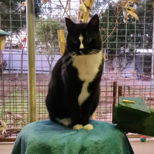 Photo of Handsome Mature Toby 🐈‍⬛