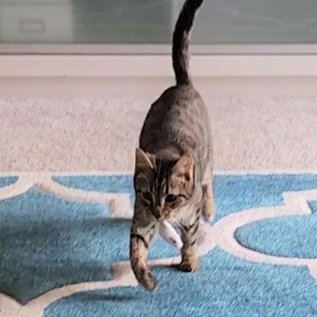 Photo of Lizzy ^^Dandy Cat Rescue^^