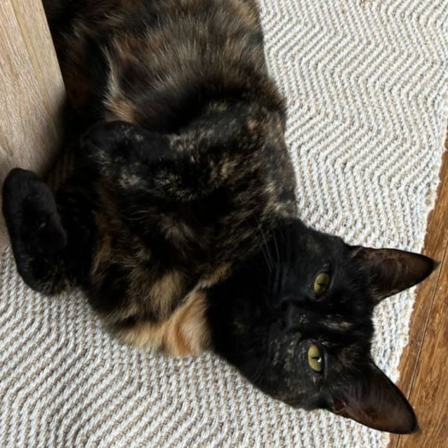 Photo of Mocha