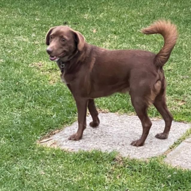 Photo of Teddy 