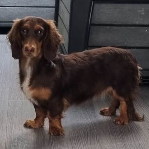 Daisy