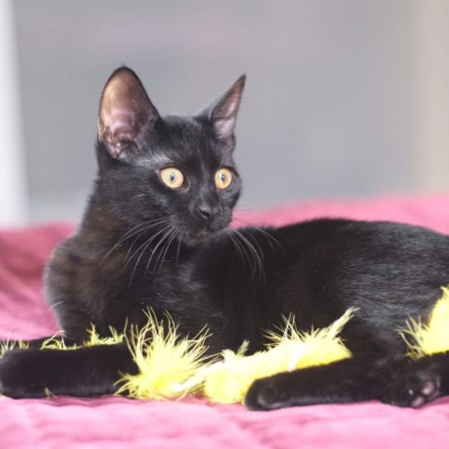 Photo of Darling Dior The Purrrrfect Kitten