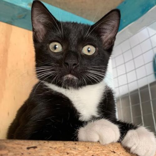 Domino