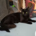 Photo of Don Cuk**2nd Chance Cat Rescue**