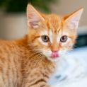 Photo of Cheeto