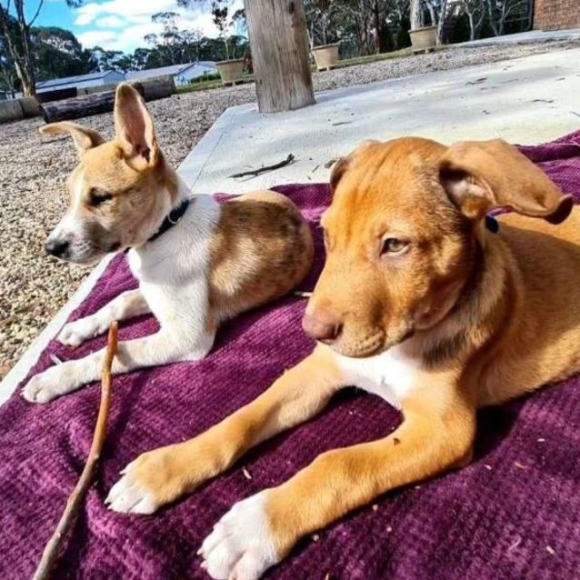 Photo of Bruno 🐶🐻