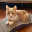 Photo of Peach
