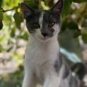 Photo of Misty