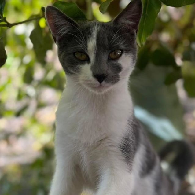 Photo of Misty