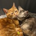 Photo of Charizard (Chari) **2nd Chance Cat Rescue**
