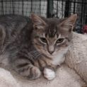 Photo of Barnum **2nd Chance Cat Rescue**
