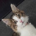 Photo of Pipi ** 2nd Chance Cat Rescue**
