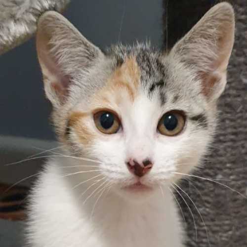 Charm ^Dandy Cat Rescue^