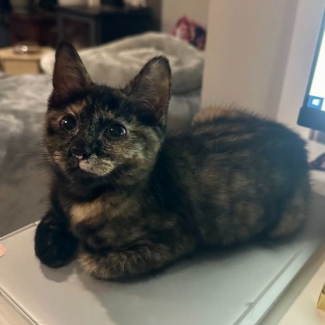 Photo of Ada **2nd Chance Cat Rescue**