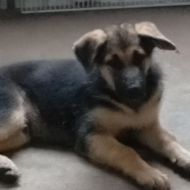 Photo of Roger (Adoption Pending)