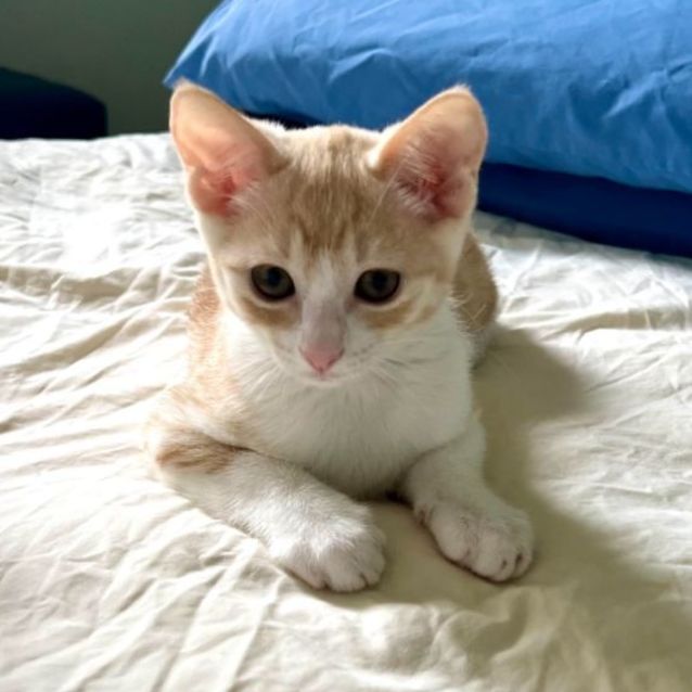 Photo of Sierra