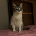 Photo of Jewel 