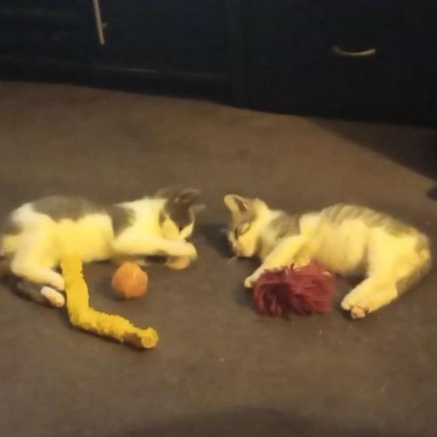 Photo of Jedi And Yodi