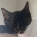 Photo of Selma Bouvier **2nd Chance Pet Rescue**