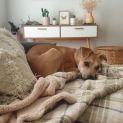 Photo of Kinkajou