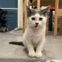 Photo of Zippy **2nd Chance Cat Rescue**