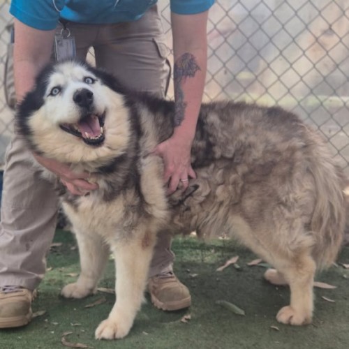 Nala