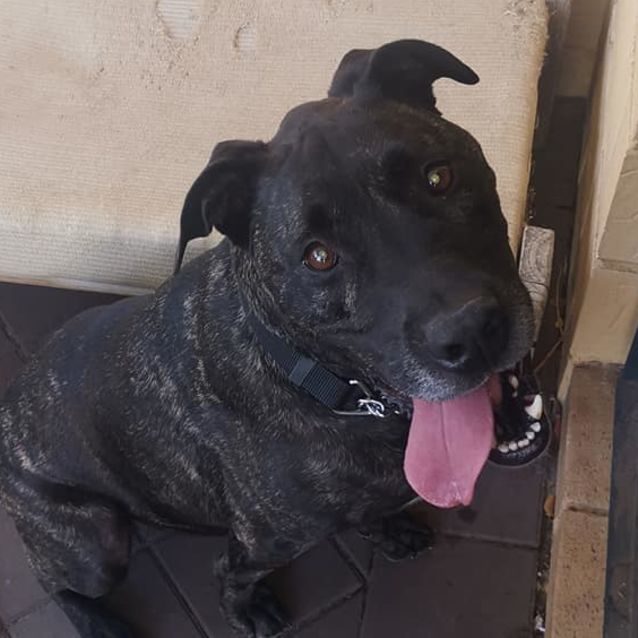 Photo of Buster Dl2377