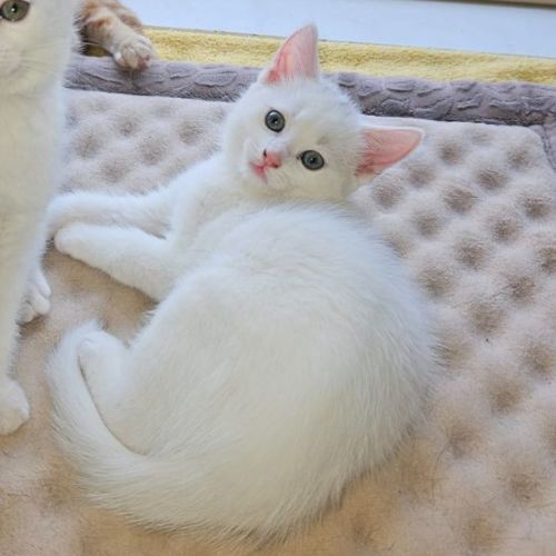 Des **2nd Chance Cat Rescue**