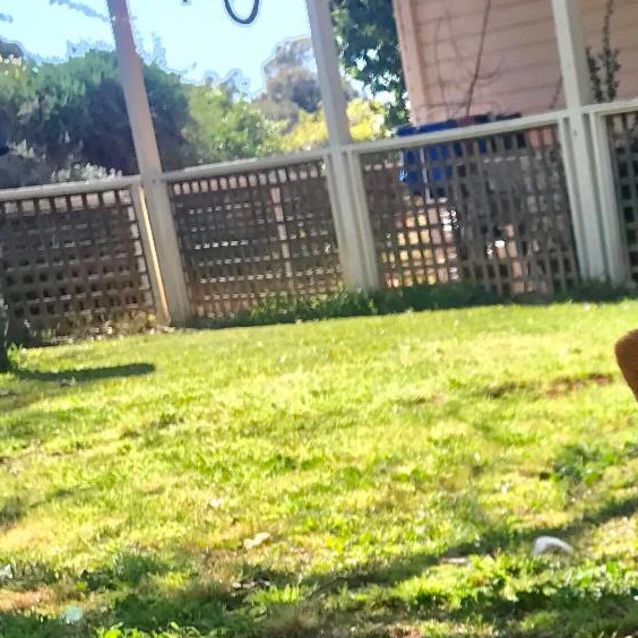 Photo of Poppy! *On Trial In Her New Home*