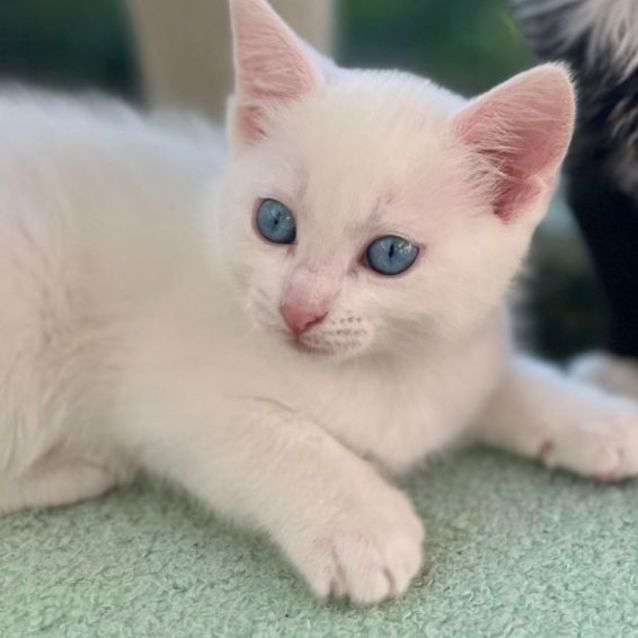 Photo of 🤍 Leila 🤍