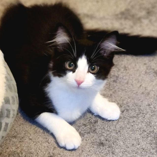 Photo of Rascal ^^Dandy Cat Rescue^^