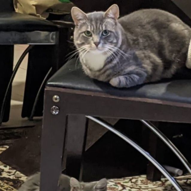 Photo of Cranky Doodle Dandy