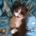 Photo of Gretel ^^Dandy Cat Rescue^^