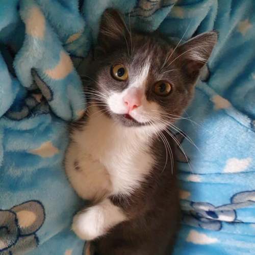 Gretel ^^Dandy Cat Rescue^^