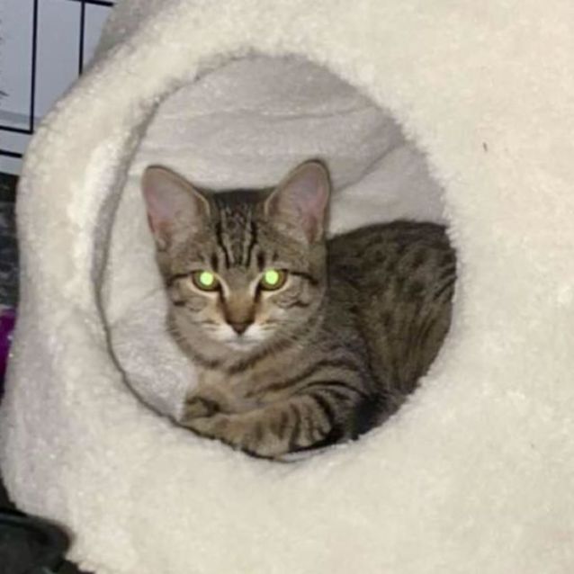 Photo of Chip