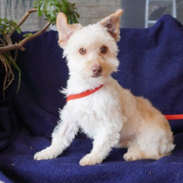 Photo of Dobbie