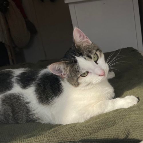 No photo for Opal