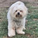 Photo of Bruiser