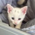 Photo of Lisa  8 Week Old (On Trial 25/01/22)