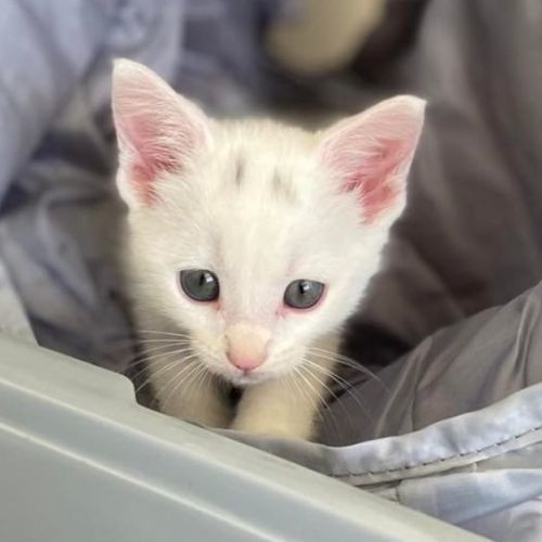 Lisa- 8 Week Old (on trial 25/01/22)