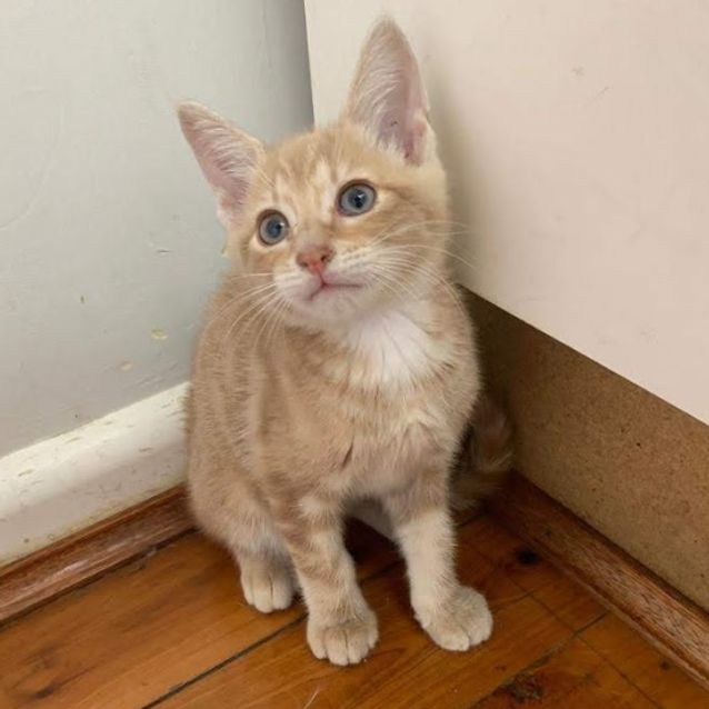 Photo of Barley