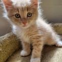 Photo of Amara