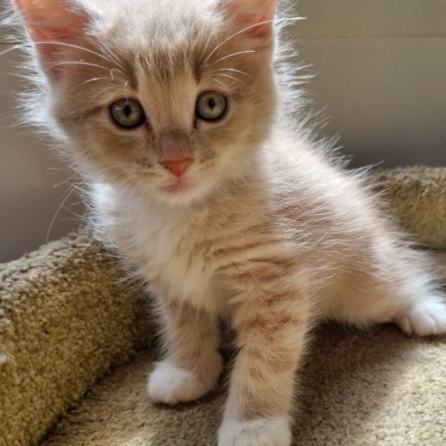 Photo of Amara