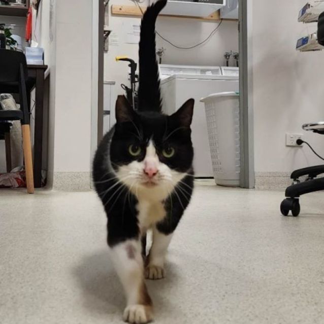 Photo of Nibbler (Located In Lynbrook)